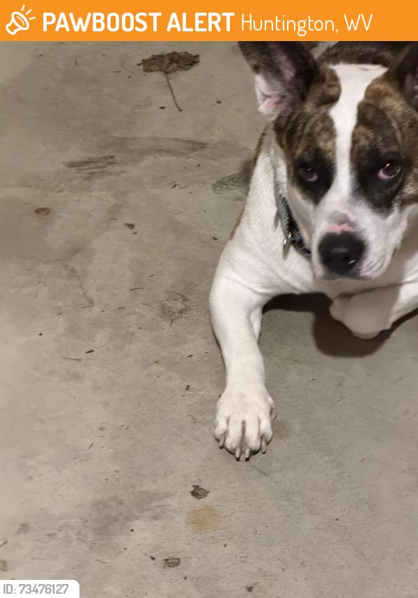 Found/Stray Male Dog last seen Near Music and Arts, Huntington, WV 25705