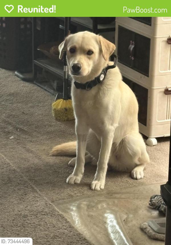 Reunited Male Dog last seen Near caro st, Paramount, CA 90723