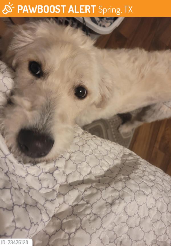 Found/Stray Female Dog last seen Near, Spring, TX 77373