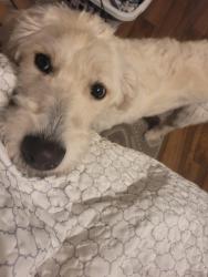 Found/Stray Female Dog last seen Near, Spring, TX 77373