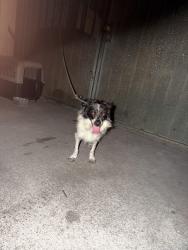 Found/Stray Male Dog last seen 71st St and Hooper Ave, Los Angeles, CA 90001