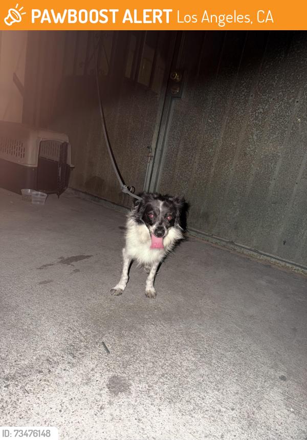 Found/Stray Male Dog last seen 71st St and Hooper Ave, Los Angeles, CA 90001