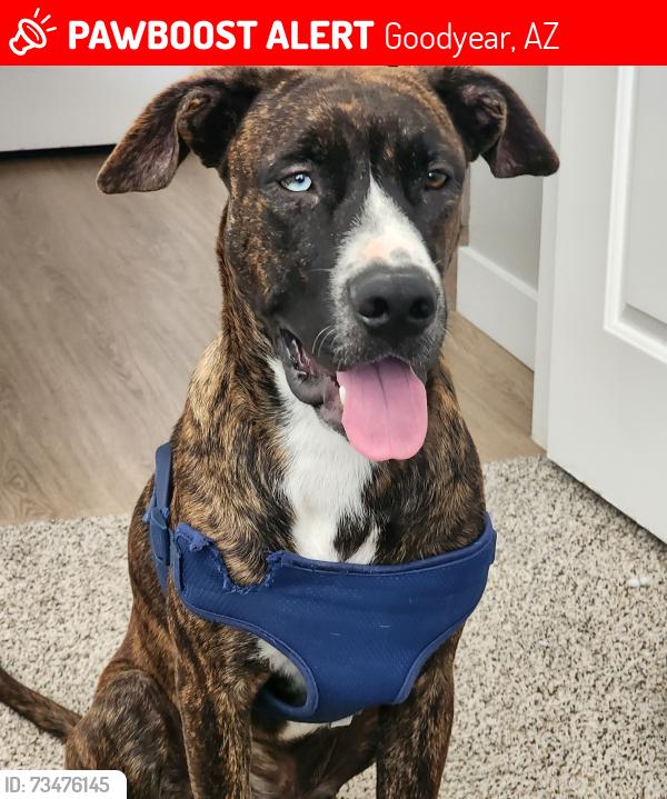 Lost Male Dog last seen W Centerra Dr, Goodyear, AZ 85338