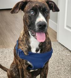 Lost Male Dog last seen W Centerra Dr, Goodyear, AZ 85338