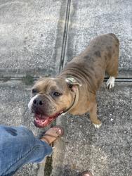 Reunited Female Dog last seen West Rayford, Harris County, TX 77389