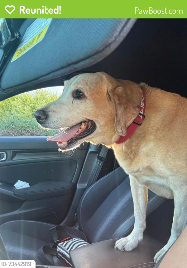 Reunited Female Dog last seen St Andrew church Colima & Miller WHITTIER CA, South Whittier, CA 90604