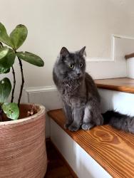Lost Male Cat last seen Near Prince and Payne St near the Call Your Mother, Alexandria, VA 22314