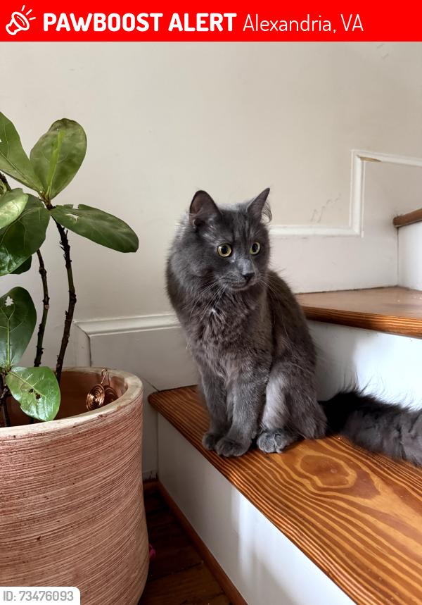 Lost Male Cat last seen Near Prince and Payne St near the Call Your Mother, Alexandria, VA 22314