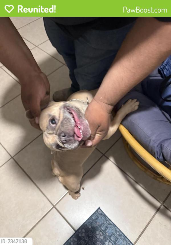 Reunited Female Dog last seen Near Alegria Dr Houston, TX 77083 United States, Houston, TX 77083
