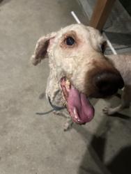 Reunited Male Dog last seen Riverstone Ranch, Houston, TX 77089