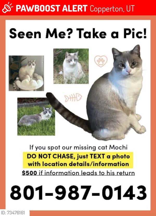 Lost Male Cat last seen Copperton Park, Copperton, UT 84006