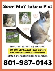 Lost Male Cat last seen Copperton Park, Copperton, UT 84006