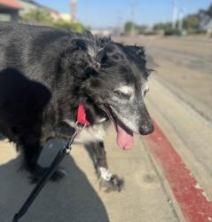 Shelter Stray Male Dog last seen Near Avenida De San Clement, Encinitas, CA, 92024, Oceanside, CA 92058, USA