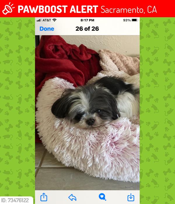 Lost Female Dog last seen Lost off Woodshire Way/Land Park-Sacramento, CA, Sacramento, CA 95822