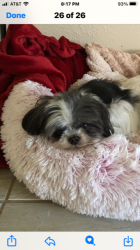 Lost Female Dog last seen Lost off Woodshire Way/Land Park-Sacramento, CA, Sacramento, CA 95822