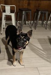 Found/Stray Female Dog last seen Found near my job around 7AM in pleasant grove, Dallas tx, Dallas, TX 75217