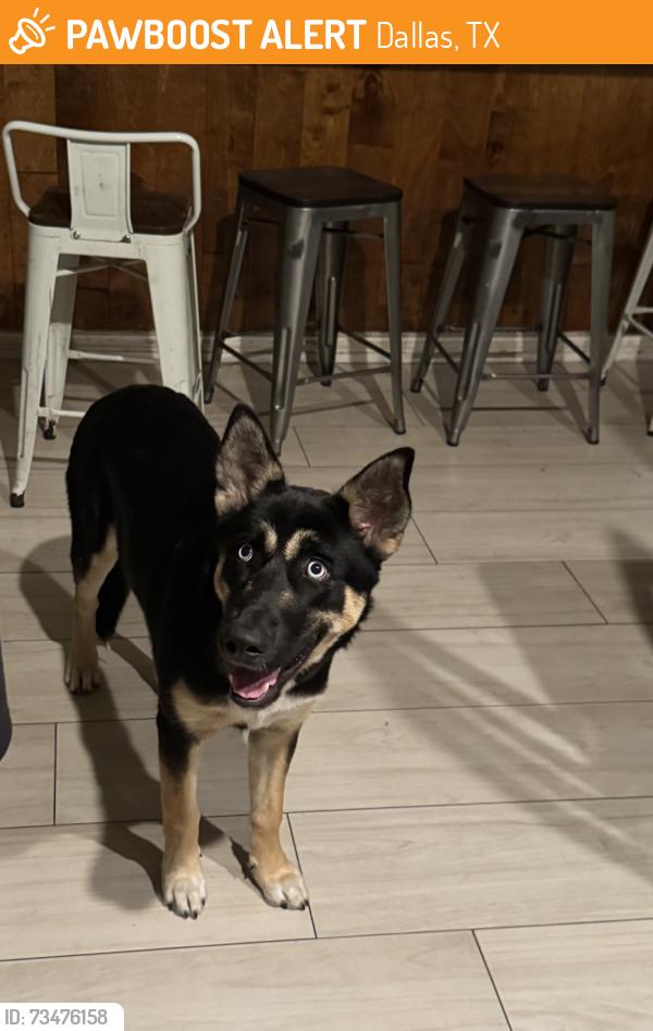 Found/Stray Female Dog last seen Found near my job around 7AM in pleasant grove, Dallas tx, Dallas, TX 75217