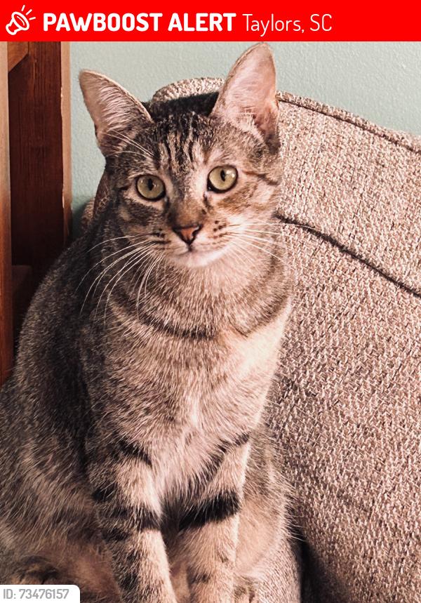 Lost Female Cat last seen Lee rd and Taylors rd, Taylors, SC 29687