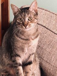 Lost Female Cat last seen Lee rd and Taylors rd, Taylors, SC 29687