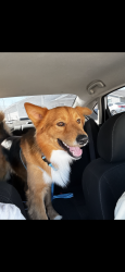 Lost Male Dog last seen City Base, San Antonio, TX 78223
