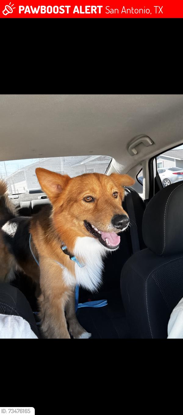 Lost Male Dog last seen City Base, San Antonio, TX 78223
