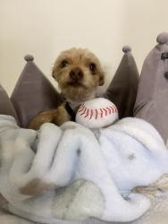 Reunited Male Dog last seen jackson ave and e san antonio st, San Jose, CA 95116