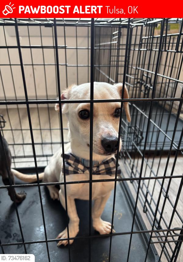 Lost Male Dog last seen E 11th st, Tulsa, OK 74112