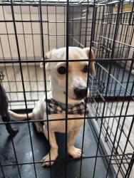 Lost Male Dog last seen E 11th st, Tulsa, OK 74112