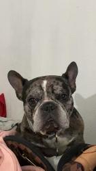 Reunited Male Dog last seen Cypress Meadow and Prairie Meadow, Cypress Meadows, TX 77449