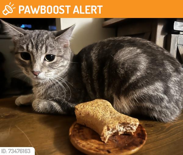 Found/Stray Unknown Cat last seen Shingle creek parkway and Humboldt Ave N, Brooklyn Center, MN 55430