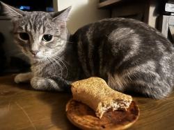 Found/Stray Unknown Cat last seen Shingle creek parkway and Humboldt Ave N, Brooklyn Center, MN 55430