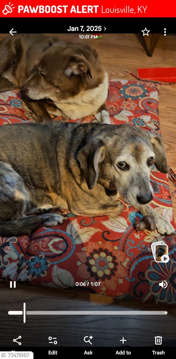 Lost Female Dog last seen Broadway, Riverpark, Louisville, KY 40211