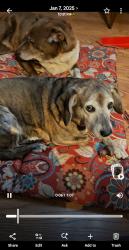Lost Female Dog last seen Broadway, Riverpark, Louisville, KY 40211