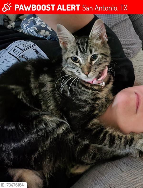 Lost Female Cat last seen Horizon ridge, San Antonio, TX 78245