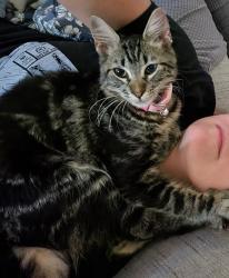 Lost Female Cat last seen Horizon ridge, San Antonio, TX 78245