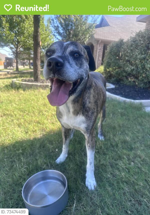 Reunited Male Dog last seen Saginaw Springs Neighborhood, Saginaw, TX 76179