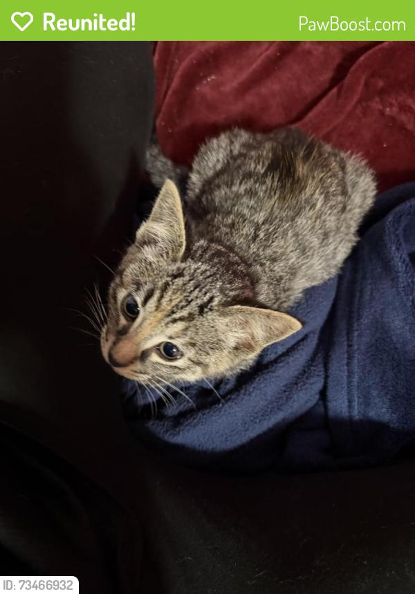 Reunited Female Cat last seen Fallswater rd ne, Calgary, AB T3J 1B2