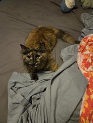 Reunited Female Cat last seen Flushing Dr, San Diego, CA 92111