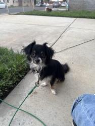 Reunited Male Dog last seen 3rd St by Colton High School, Colton, CA 92324