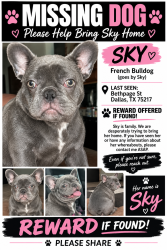 Lost Female Dog last seen Lake June, Elam rd, Dallas, TX 75217