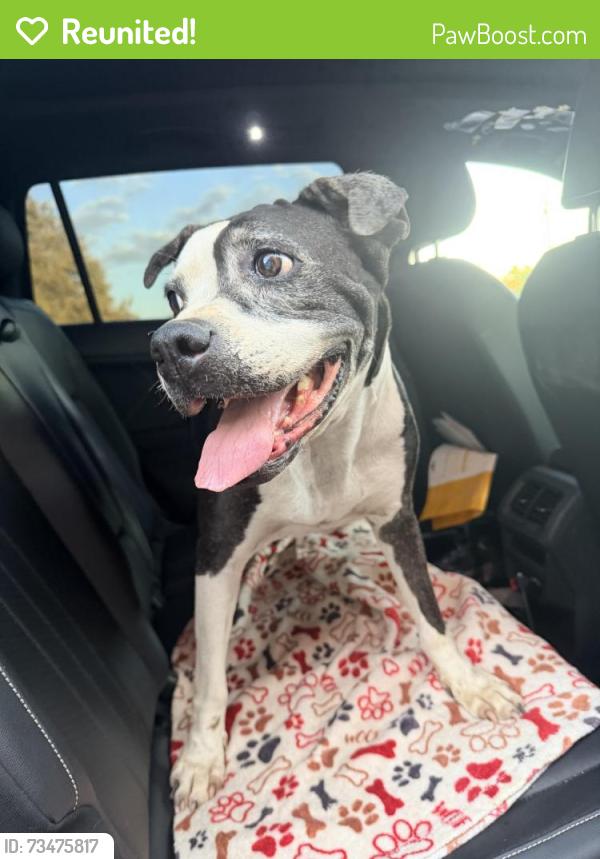 Reunited Female Dog last seen Pearl ave and sixth st., Redlands, CA 92374