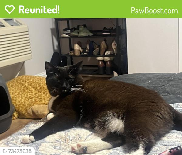 Reunited Female Cat last seen behind 36 oak ave next to UMASS Memorial hosp, Worcester, MA 01605