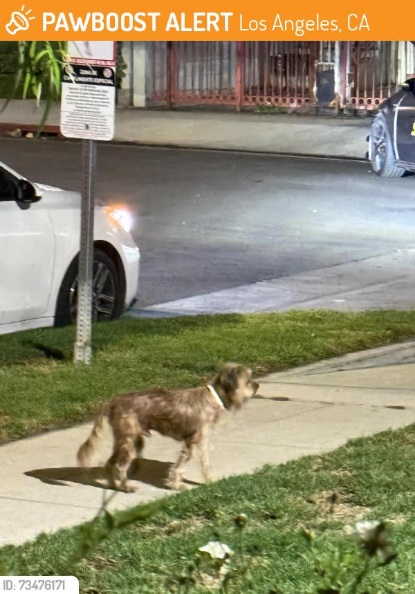 Found/Stray Unknown Dog last seen Near 6647 Wilkinson ave, Los Angeles, CA 91606