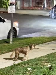 Found/Stray Unknown Dog last seen Near 6647 Wilkinson ave, Los Angeles, CA 91606