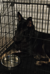Found/Stray Male Dog last seen QT across from the Walmart on jacksboro hwy, Fort Worth, TX 76114