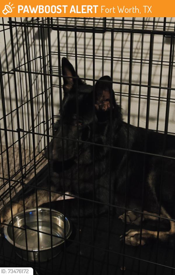 Found/Stray Male Dog last seen QT across from the Walmart on jacksboro hwy, Fort Worth, TX 76114