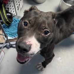 Shelter Stray Female Dog last seen , Animal Care & Control Team of Philly, 111 W Hunting Park Ave, Philadelphia, PA 19140, USA