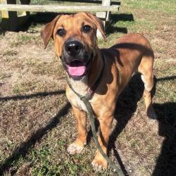 Shelter Stray Male Dog last seen , 1244 N Delsea Dr, Vineland, NJ 08360, USA