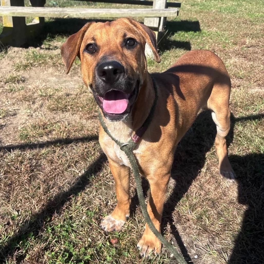 Shelter Stray Male Dog last seen , 1244 N Delsea Dr, Vineland, NJ 08360, USA