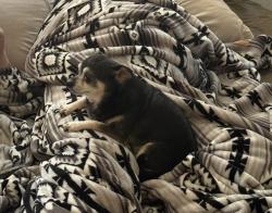 Lost Male Dog last seen Telegraph canyon crest drive Chula vista, Chula Vista, CA 91910